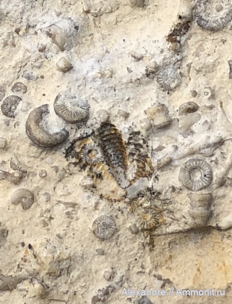 трилобиты, карбон, Ditomopyge