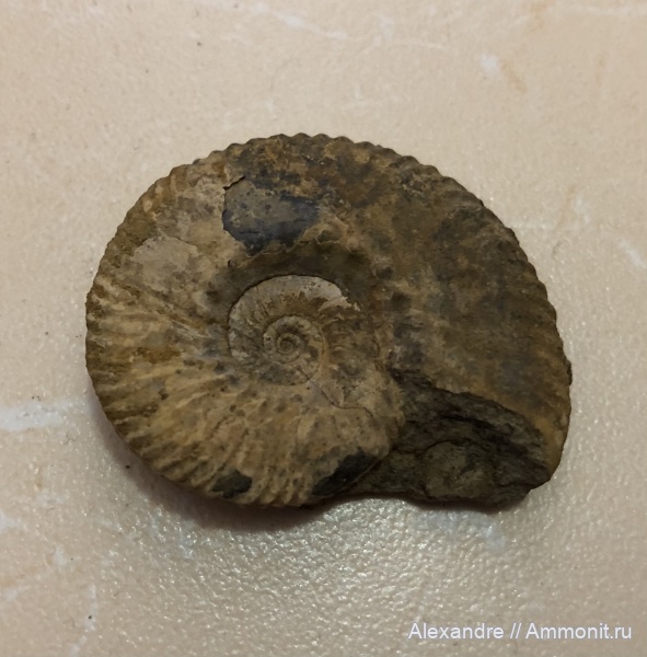 мел, Крым, Dalmasiceras