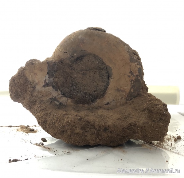 Laugeites, Глебово