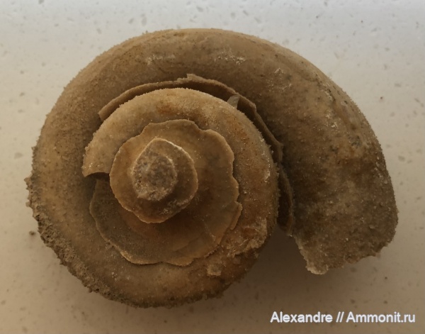 гастроподы, Калужская область