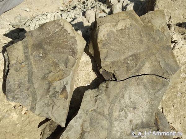 город-курорт Геленджик, с. Дивноморское, река Адерба. Находки в меловых отложениях.