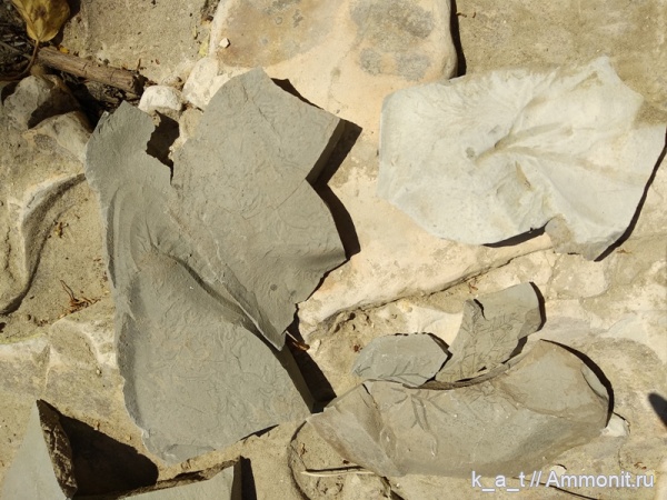 мел, Геленджик, находки, Chondrites