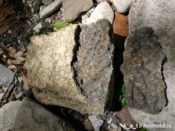 мел, отпечатки, Геленджик, находки, cone-in-cone мел, отпечатки, Геленджик, находки, cone-in-cone