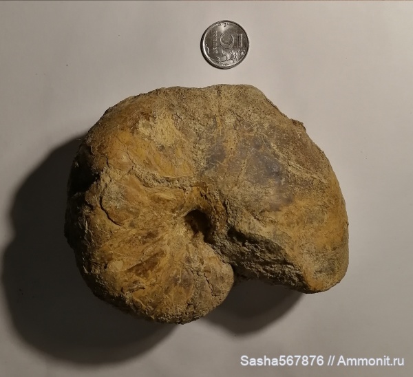 наутилусы, Cymatoceras, Nautilida, Nautilidae