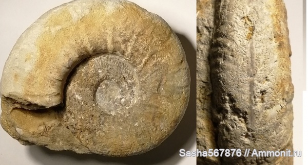 аммониты, Eleniceras