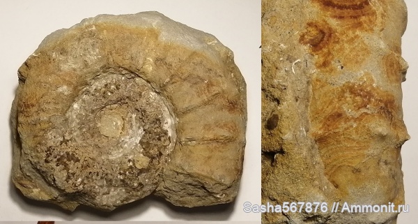 аммониты, Eleniceras