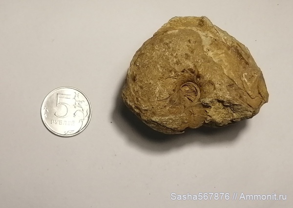 наутилусы, Cymatoceras