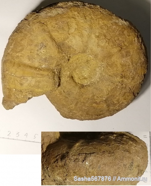 аммониты, готерив, Верхоречье, Valdedorsella