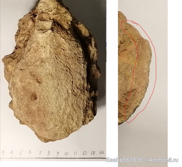 губки, беспозвоночные, Верхоречье