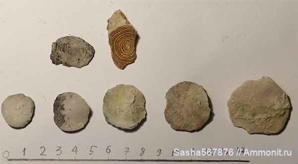 Крым, Nummulites, нуммулиты, Nummulites distans