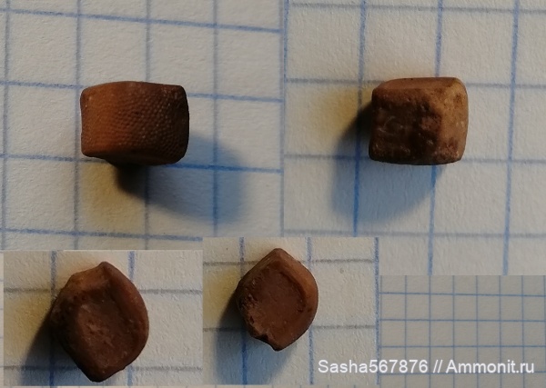 морские звезды, Крым, Верхоречье, Goniasteridae