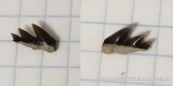 зубы, акулы, Крым, Notidanodon, Верхоречье