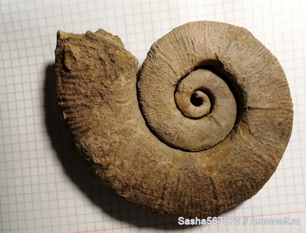 аммониты, Крым, готерив, Верхоречье, Pseudothurmannia, верхний готерив, гетероморфные аммонит