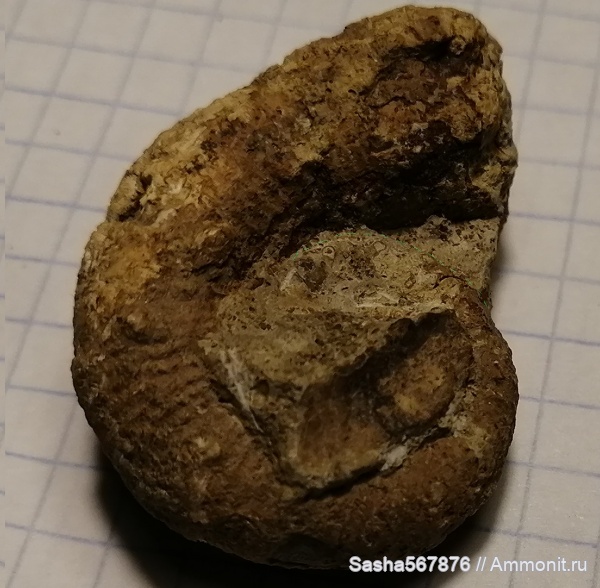 аммониты, гетероморфные аммониты, Крым, Научный