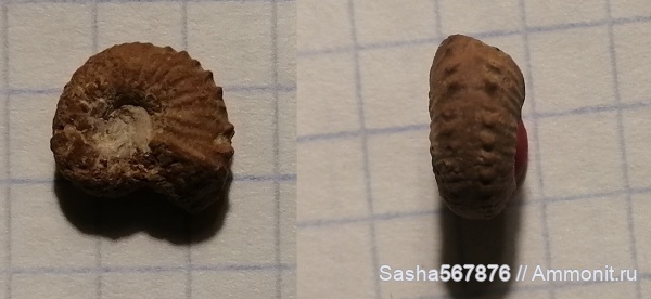 аммониты, Крым, нижний баррем, Holcodiscus, Верхоречье, барремский ярус, Holcodiscus ziczac