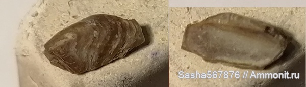 Крым, нижний баррем, Верхоречье, Tillicheilus obtusus, Tillicheilus, барремский ярус, конхоринхи