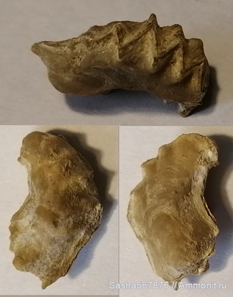 двустворки, двустворчатые моллюски, Крым, Lopha rectangularis, Научный