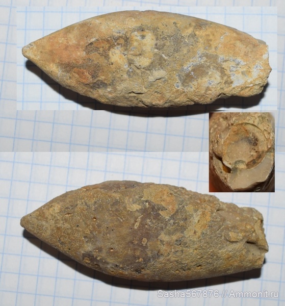 белемниты, Крым, Duvalia, дювалии, Научный, belemnites, Валанжинский ярус, верхний валанжин