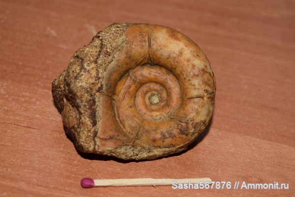 аммониты, Крым, валанжин, Научный, нижний валанжин, Валанжинский ярус