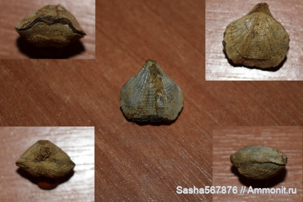 брахиоподы, Крым, Dictyothyris, Научный, нижний валанжин, Валанжинский ярус