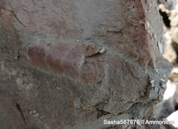 аммониты, гетероморфные аммониты, Верхоречье, Hamiticeras, верхний баррем, барремский ярус