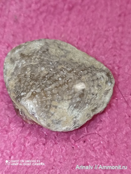 Мои находки Новгородская обл