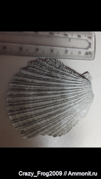 двустворки