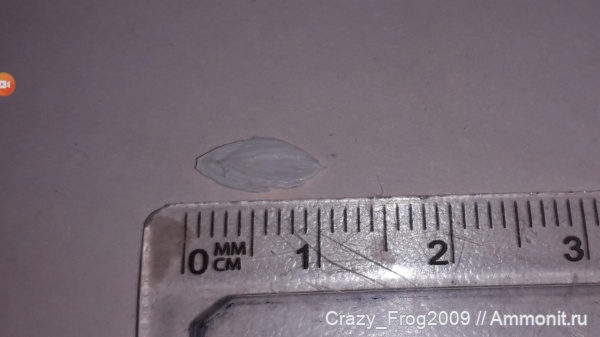 фораминиферы