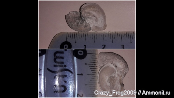 Exogyra, устрицы