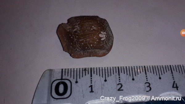 рыбы, хрящевые рыбы, Ptychodus