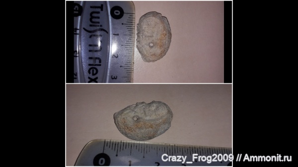 устрицы, сверления