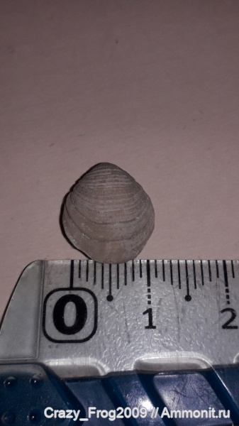 брахиоподы