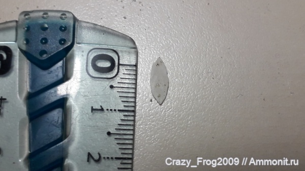 фораминиферы