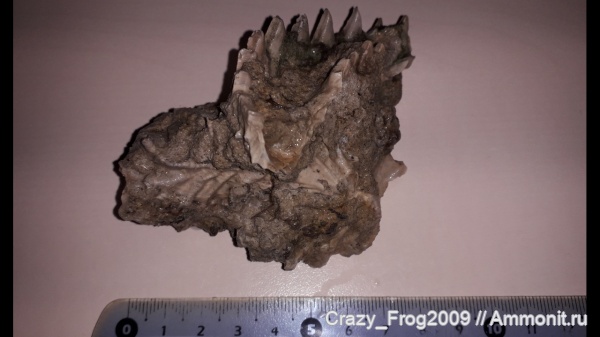 Lopha, устрицы