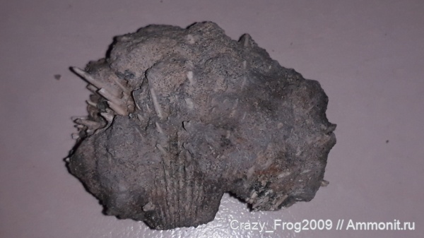 двустворчатые моллюски