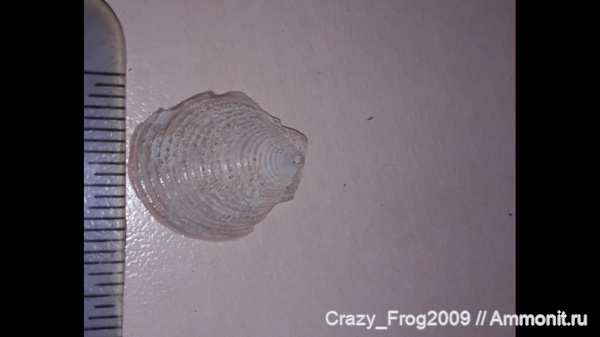 двустворчатые моллюски, Entolium