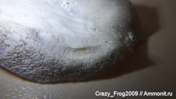 двустворчатые моллюски