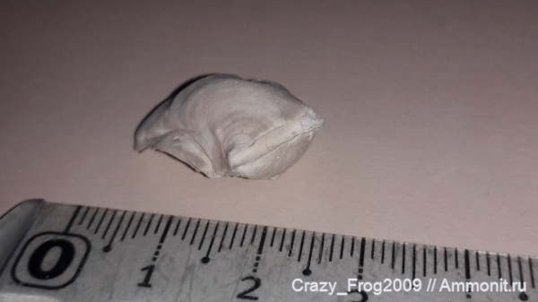 двустворчатые моллюски