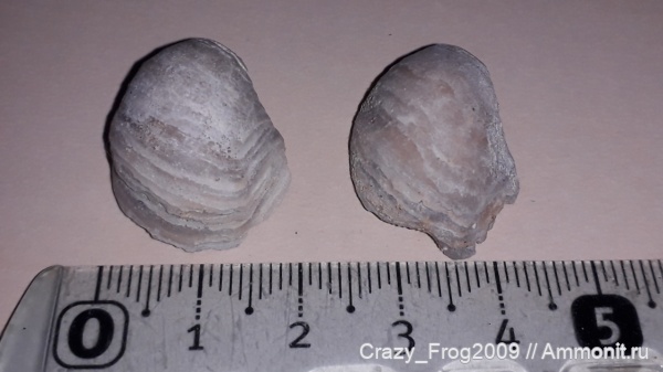 двустворчатые моллюски