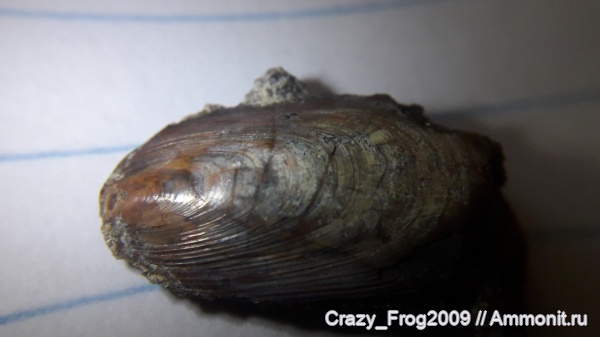 брахиоподы, Lingula