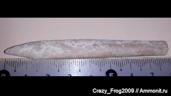 белемниты
