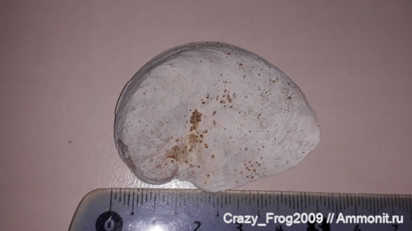 двустворчатые моллюски, Exogyra