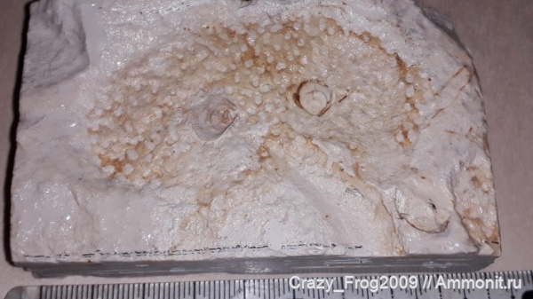 мшанки, двустворчатые моллюски