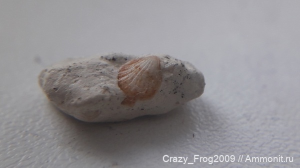 двустворчатые моллюски