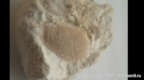 двустворчатые моллюски, Inoceramus