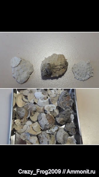 двустворчатые моллюски, Plicatula