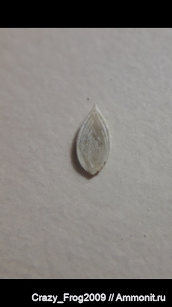 Фораминиферы