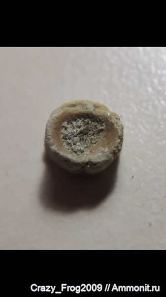 рыбы, позвонки