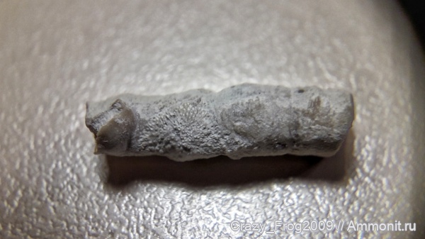 мшанки, серпулы