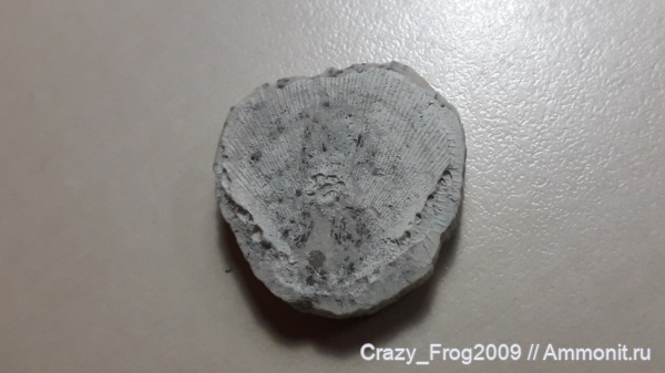 двустворчатые моллюски, Spondylus